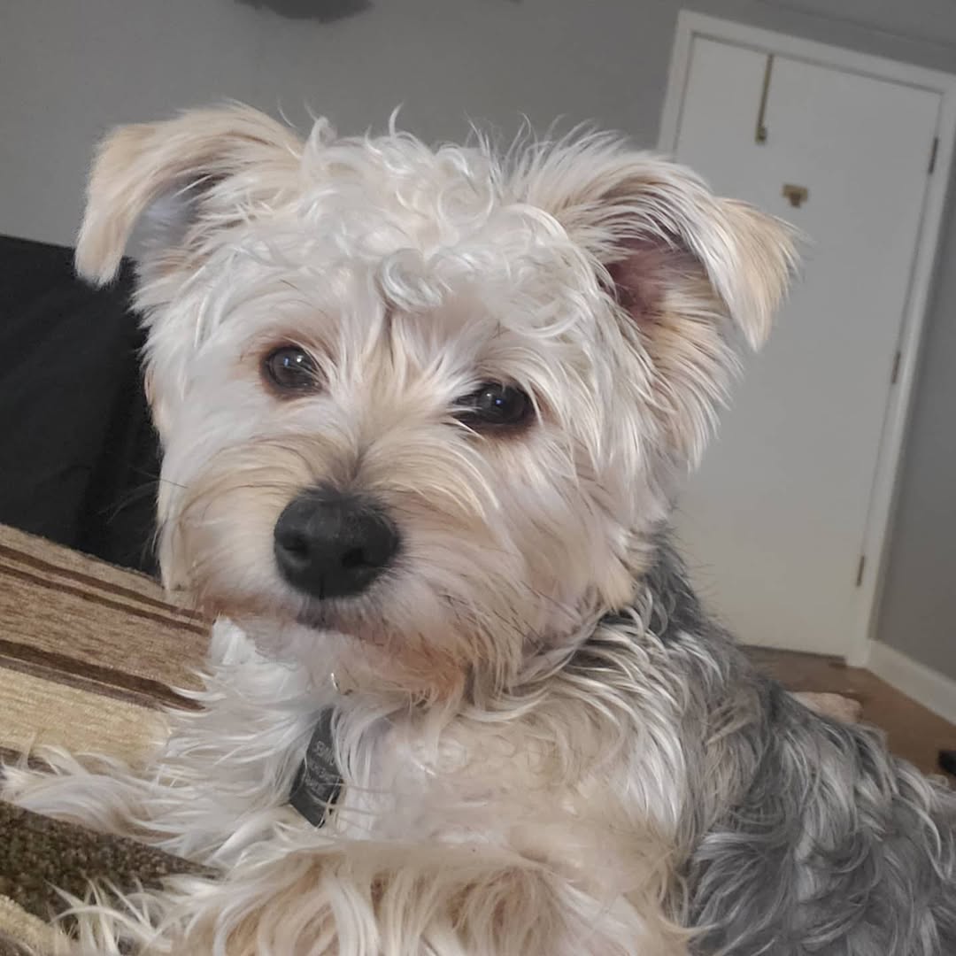 Frankie Image